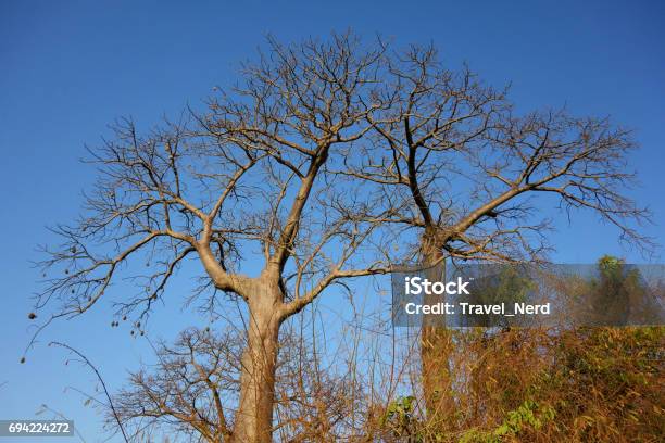 Old Trees On Islands Made Out Of Seashells Sine Saloum Delta Senegal Stock Photo - Download Image Now