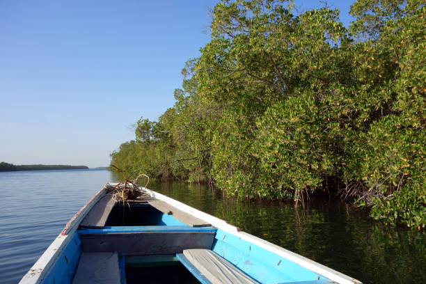 istock Traditional pirogue in the Sine Saloum Delta, Senegal 694224742