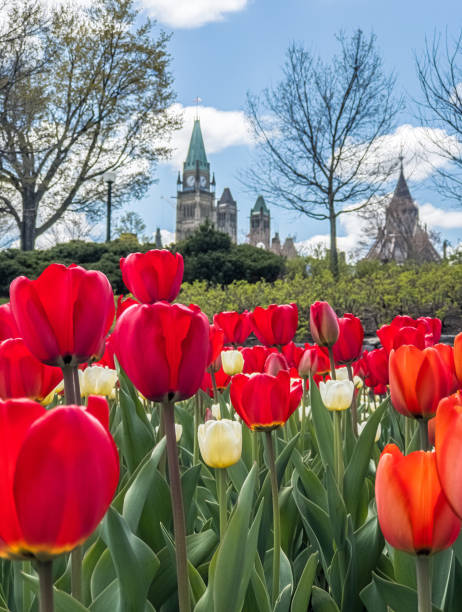istock Tulip festival 694227082