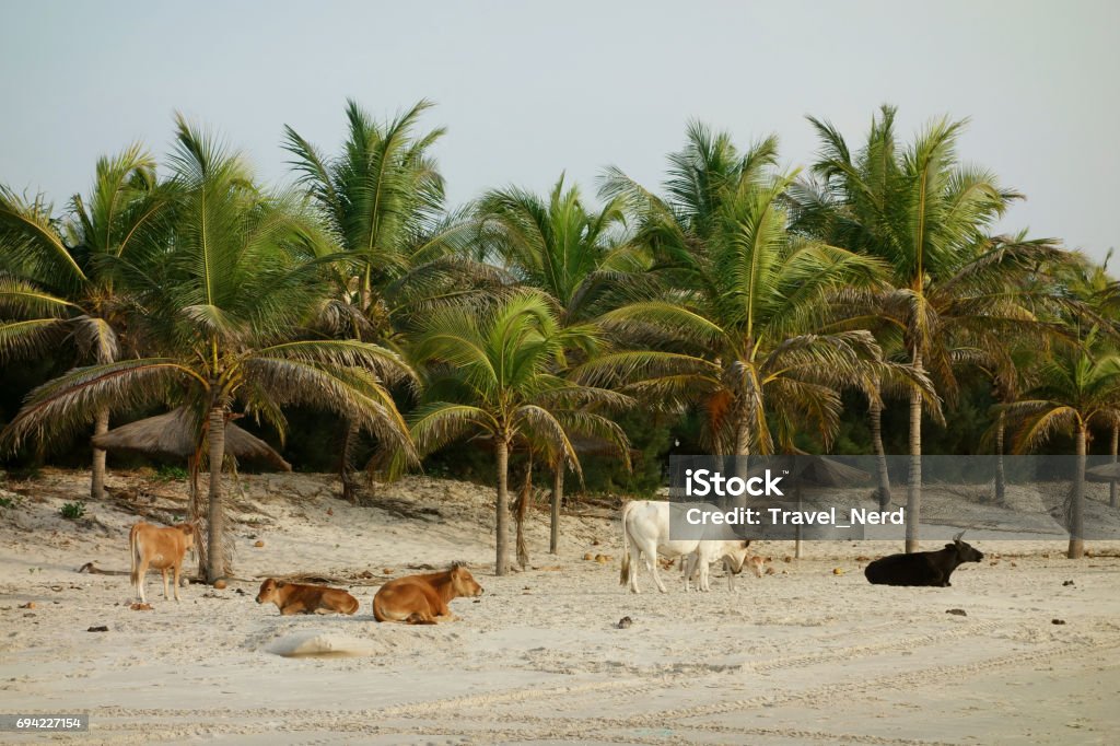 Cows on Paradise beach in Cap Skirring, Casamance, Senegal Casamance Stock Photo