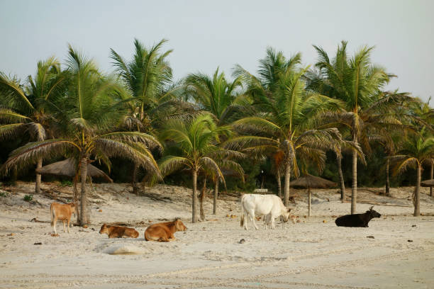 Cows on Paradise beach in Cap Skirring, Casamance, Senegal Cows on Paradise beach in Cap Skirring, Casamance, Senegal casamance photos stock pictures, royalty-free photos & images