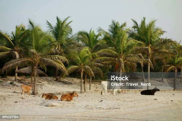 Cows On Paradise Beach In Cap Skirring Casamance Senegal Stock Photo - Download Image Now