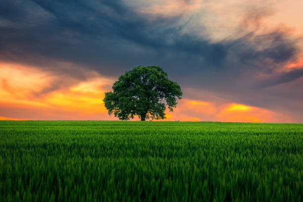 istock Tree in the field and dramatic clouds in the sky 694227664