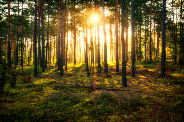 istock Sun beams shines in pine forest 694229902