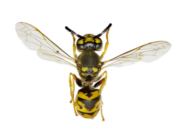 istock German Wasp on white Background  -  Vespula germanica (Fabricius, 1793 694232518