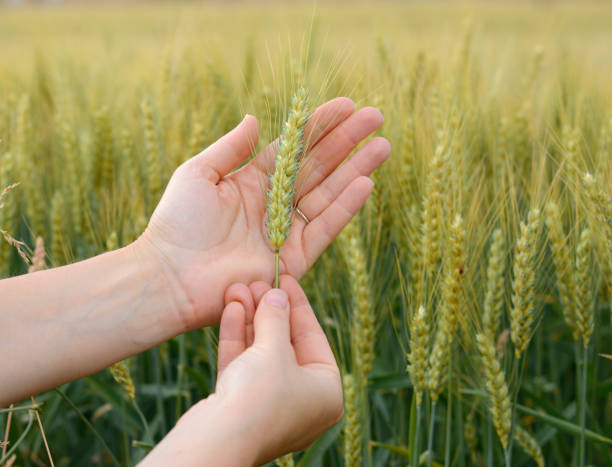 istock A human hand checking ear of wheat on a wheat field 694233840