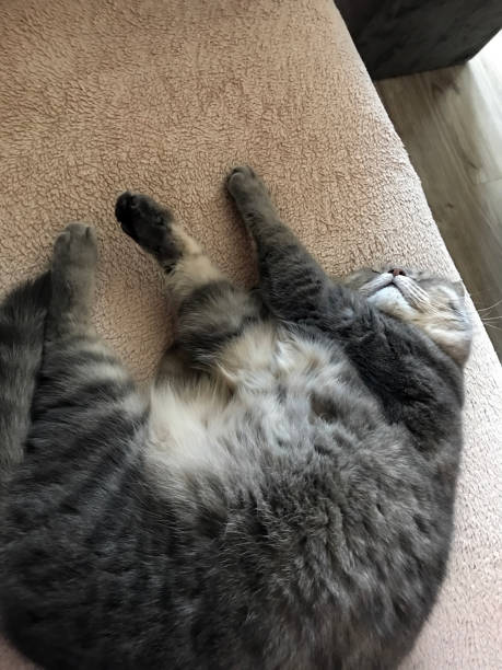 istock cat in a comfortable chair at home 694233970