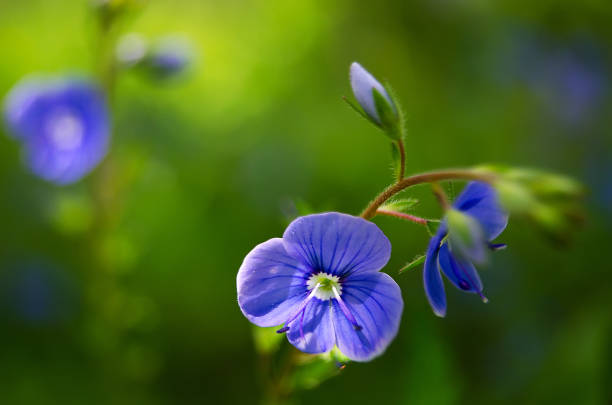 istock Veronica Small delicate flowers blooming outdoors 694234112