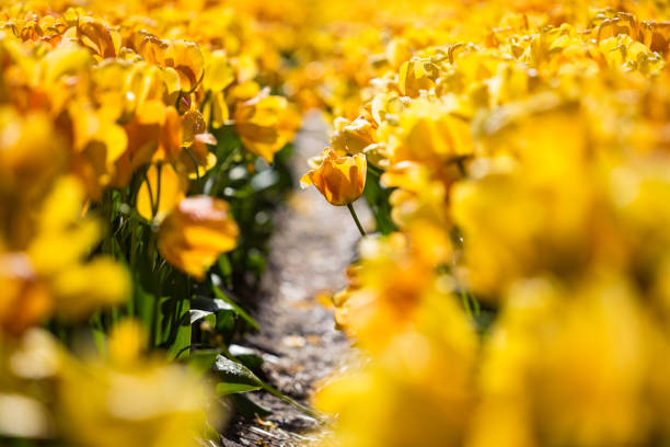 spring colorful tulips blooming on a Dutch farm