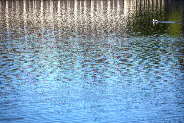 strati di riflessione del lago paesaggio d'acqua soleggiato gabbiano galleggiante - sfondo titolare - titling foto e immagini stock