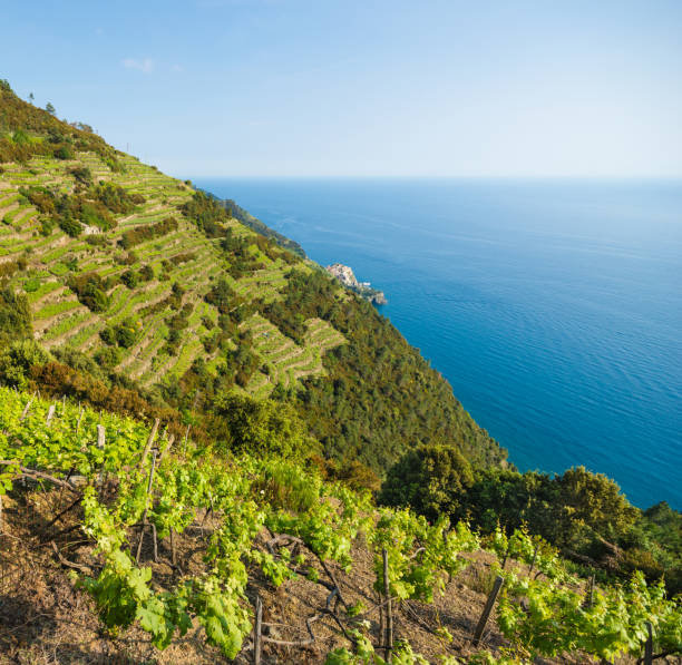 istock Cinque Terre Vineyards Terraces with Manarola Visible 694244348