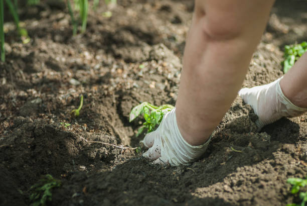 istock Gardener hands preparing soil for seedling in ground 694247680
