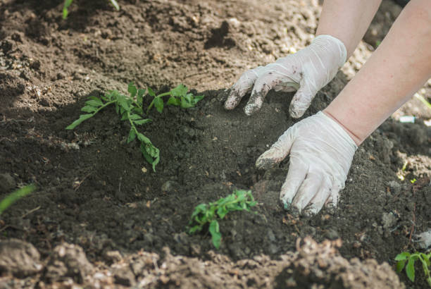 istock Gardener hands preparing soil for seedling in ground 694247692