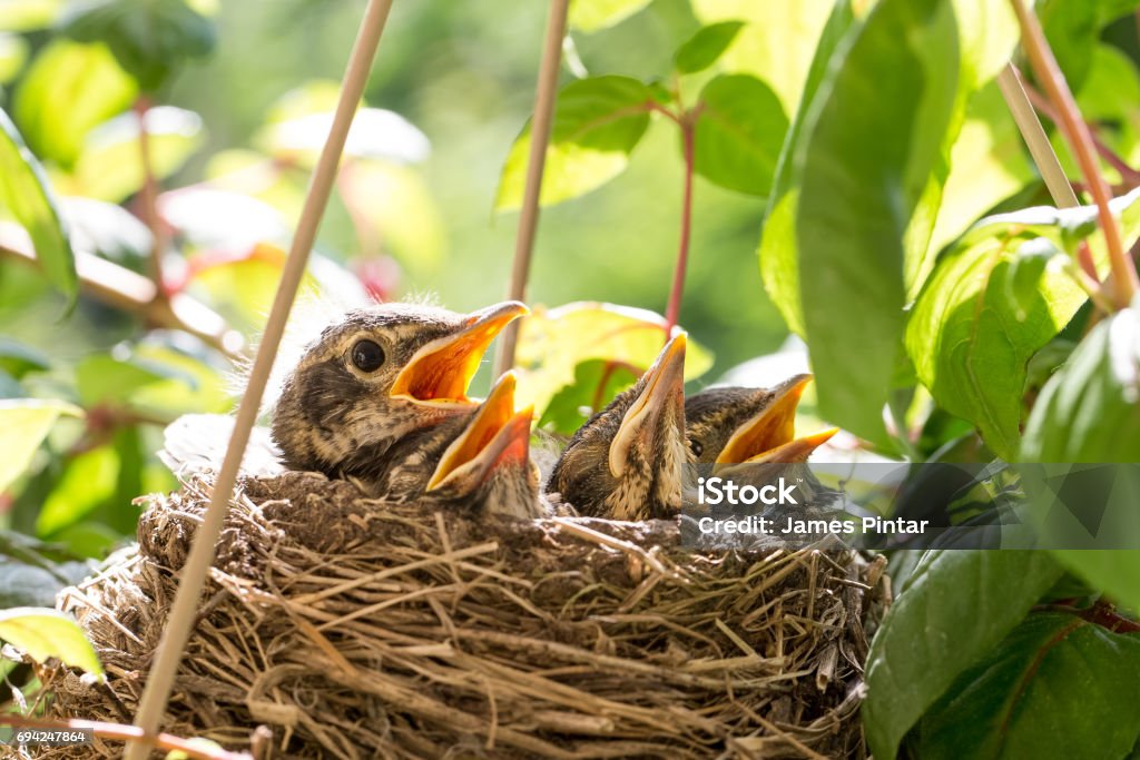 Quatre oisillons dans un nid - Photo de Nid d'oiseau libre de droits