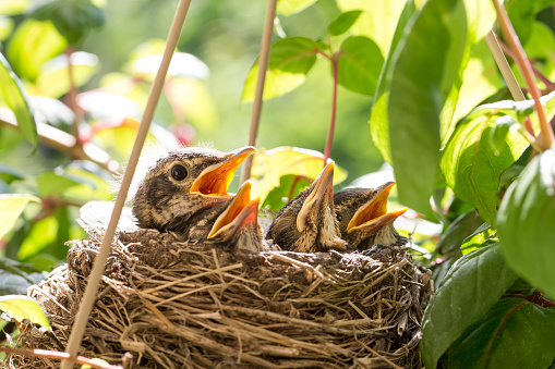 Close up image of four baby robins in a bird nest waiting for food.  One bird appears more dominant and anxious than the rest.