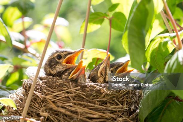 Four Baby Birds In A Nest Stock Photo - Download Image Now - Bird's Nest, Animal Nest, Bird