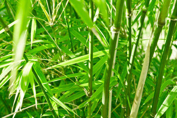 istock green bamboo jungle nature background 694250426