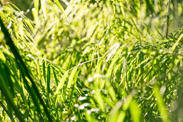 istock green bamboo jungle nature background 694250602