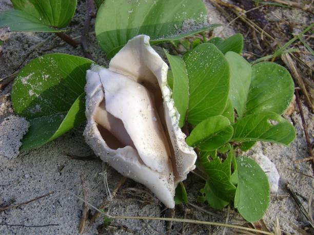 istock broken sea shell lying on leaves in the sand 694253146