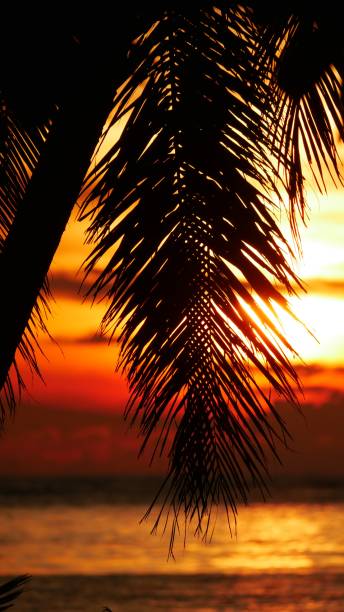 istock Coconut leaves silhouetted in sunset, portrait view 694253224