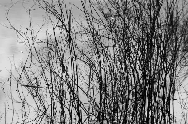 istock Black and white image of sticks mirrored in water 694253552