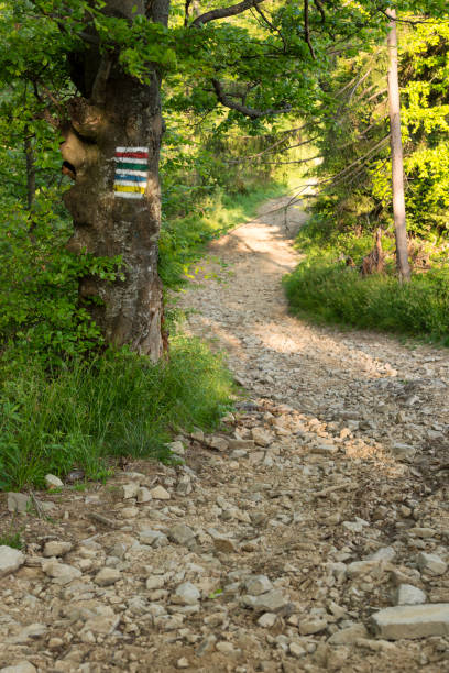 istock Tourist sign on the tree, walking trail 694253918