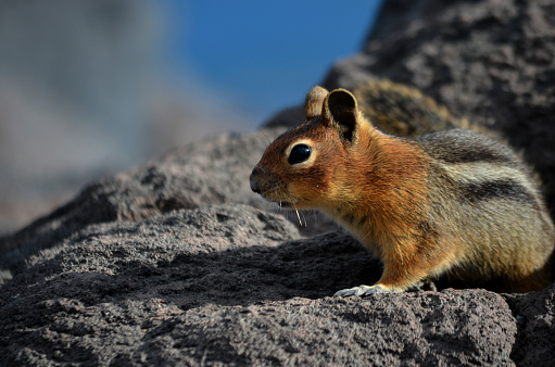 Squirrel is standing on a rock