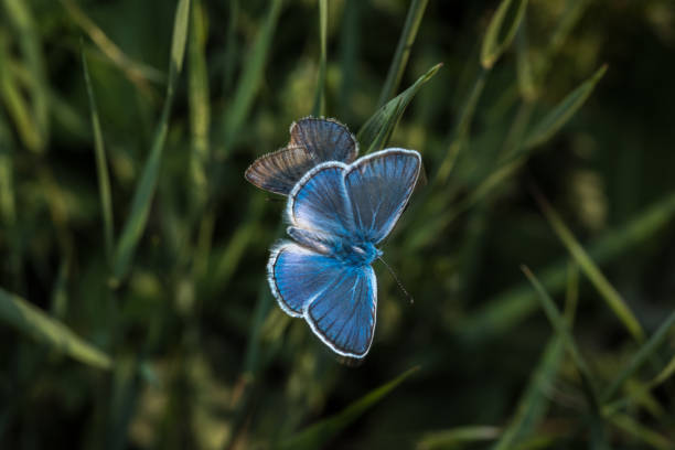 Lycaenidae is the second-largest family of butterflies \n(behind Nymphalidae, brush-footed butterflies), with over 6,000 species worldwide.