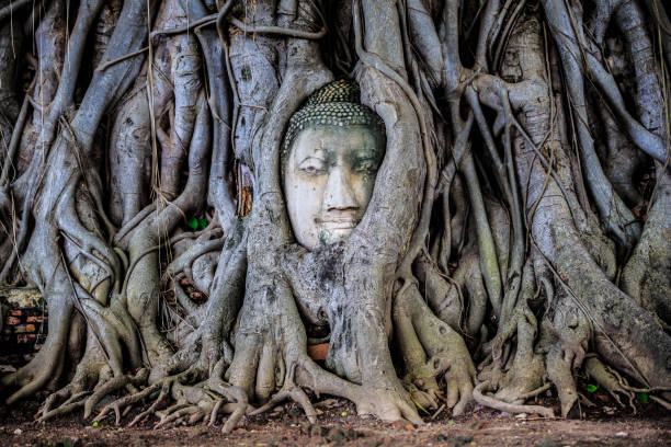 istock Head of Buddha statue in the tree roots 694259832