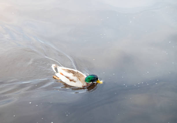 istock Mallard duck floating on the calm lake. 694262288
