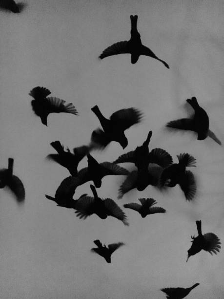 istock Silhouette Of Painted Birds 694273672