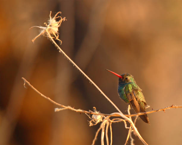 Broad-billed Hummingbird - fotografia de stock
