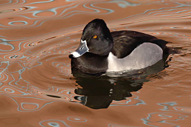 Male Ring-necked Duck - fotografia de stock