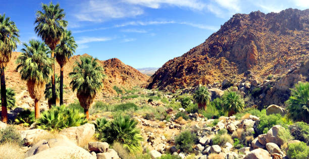 istock Palm Oasis in Joshua Tree National Park 694277174