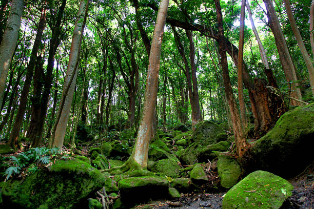 Lush forest near Secret Falls in Kauai Hawaii