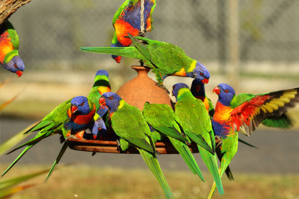 Rainbow Parakeets Feeding - fotografia de stock