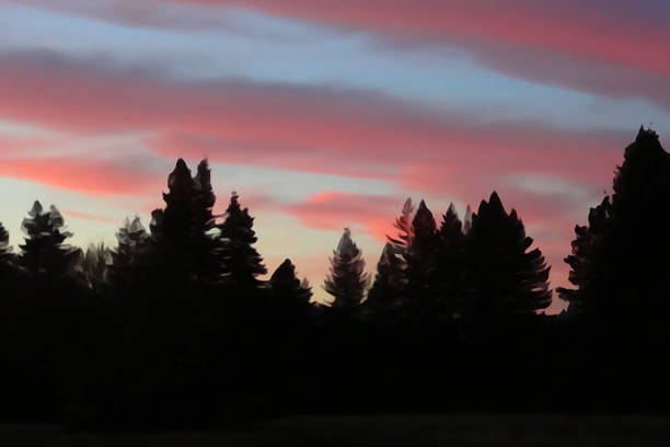 Sunset Tree Silhouettes - fotografia de stock