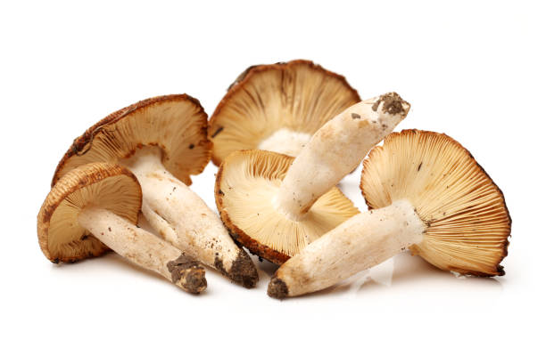istock edible mushrooms isolated on white background 694283440