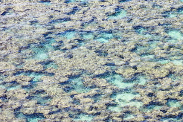 istock Coral at Hanauma Bay, Hawaii 694285694