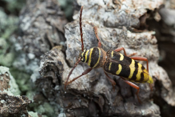 istock Long horn beetle, Plagionotus detritus on oak bark 694285868