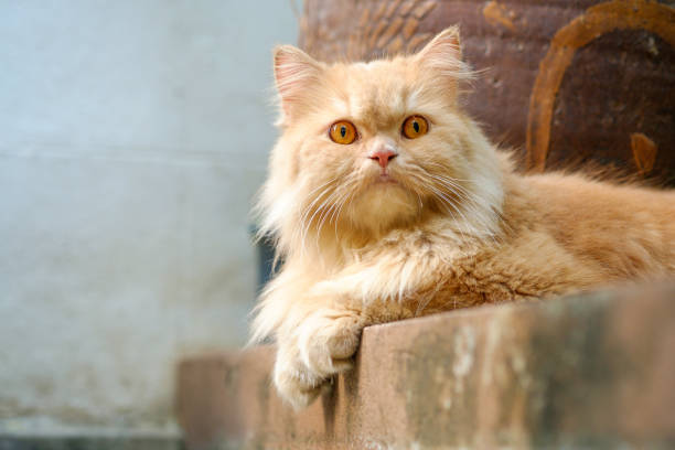istock Brown persian cat sitting on concrete floor 694286350