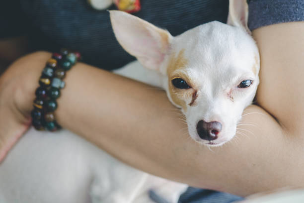 istock White chihuahua in human arm 694288474