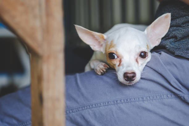 istock White chihuahua lay on the human leg 694288514