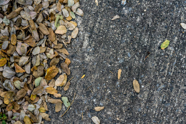 istock Dry leaves on concrete road 694288874
