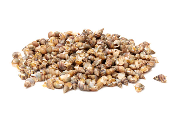 istock Heap of sea snails . on white background 694289444