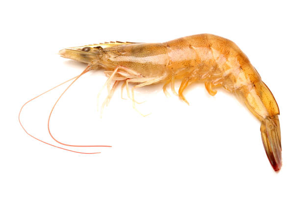 istock Fresh vannamei shrimp on white background 694289650