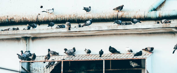 istock Many dove on the roof 694300726