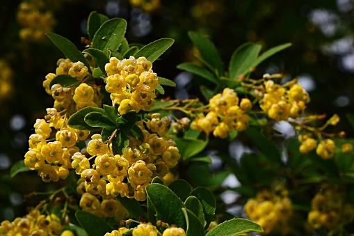Hanging small yellow flowers and young leaves of Barberry Berberis Sieboldii on dark background, natural sunshine