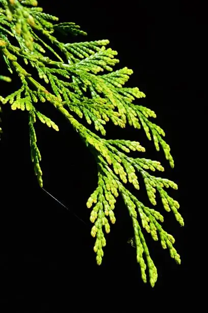 Branch of Western Redcedar Thuja Plicata on dark background with small green spider on bottom, natural sunlight