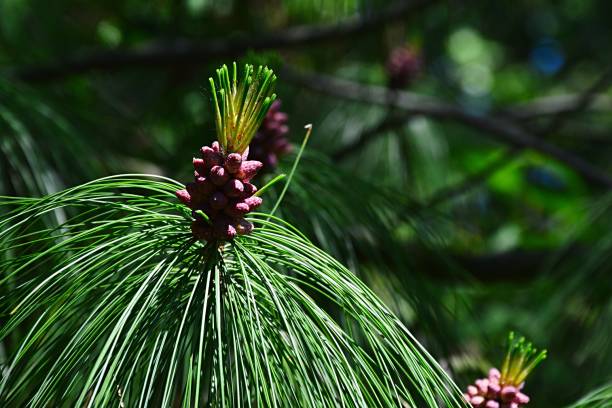 Tip of branch on coniferous tree Bhutan Pine Pinus Wallichiana Nana Tip of branch on coniferous tree Bhutan Pine Pinus Wallichiana Nana shot during spring season pinus wallichiana stock pictures, royalty-free photos & images